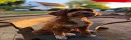 Australian Labradoodle dogs for sale: Genuine Australian Labradoodles - Advert 5