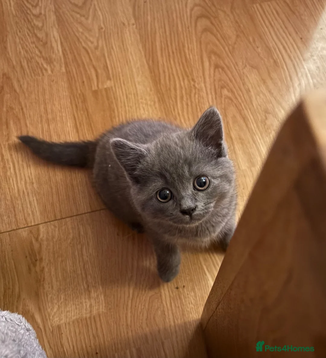 British Shorthair cats for sale: 4 beautiful British shorthairs  - Advert 1