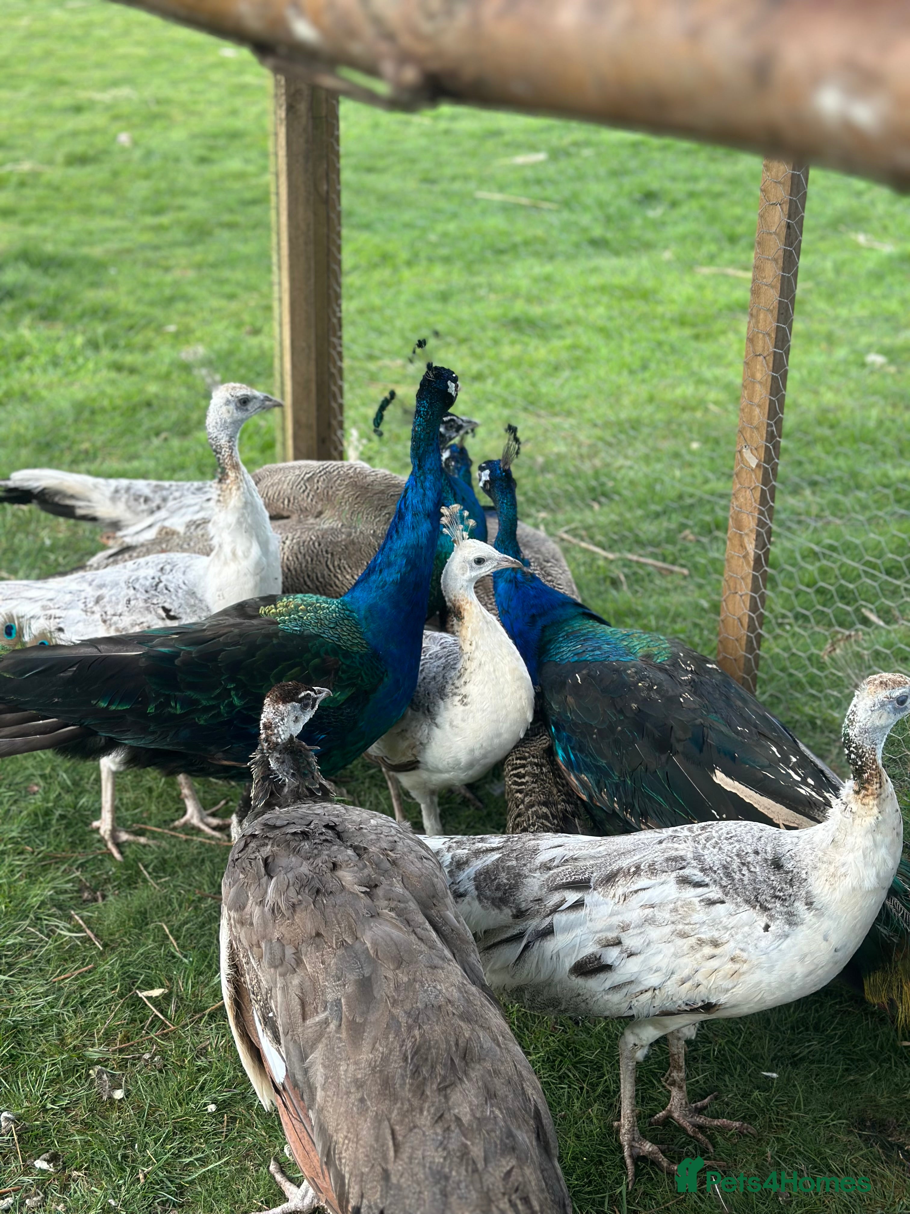 Peafowl poultry Blue Indian and black shoulder peafowl available  - Advert 2