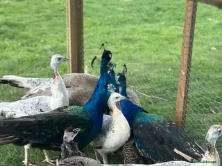 Peafowl poultry Blue Indian and black shoulder peafowl available - Advert 2
