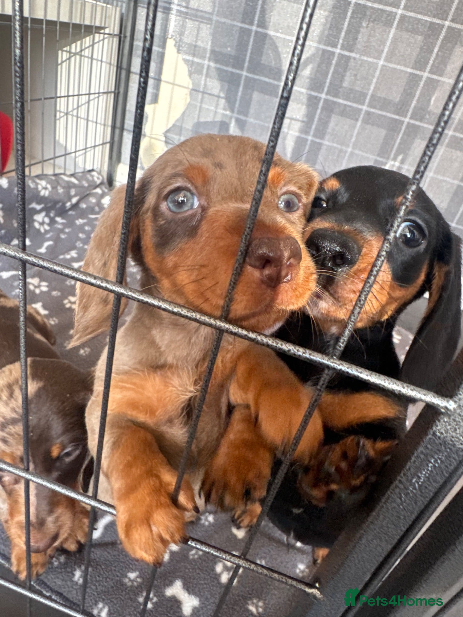 Miniature Dachshund dogs Black & Tan Mini Dachshund - Advert 1