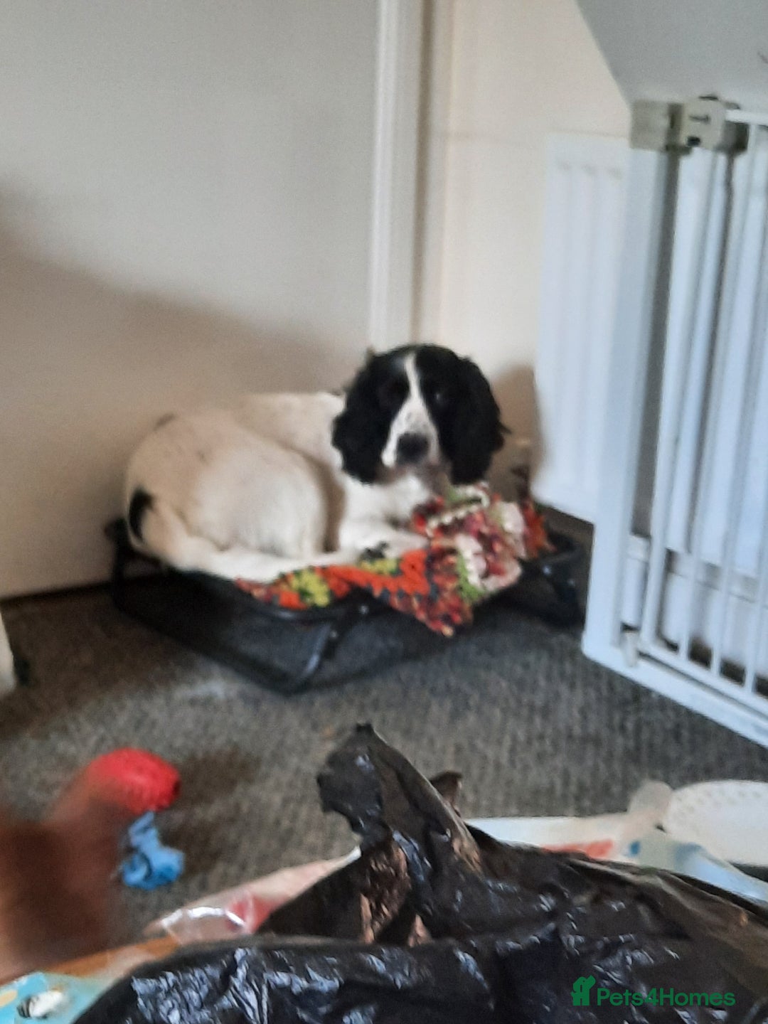 English Springer Spaniel dogs for sale: He loveable and fun  - Advert 8