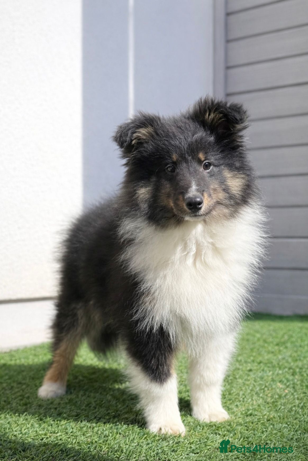 Shetland Sheepdog dogs 1 girl left Shetland sheepdog  - Advert 1
