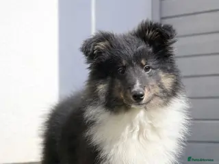 Shetland Sheepdog dogs 1 girl left Shetland sheepdog - Advert 5