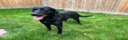 Labrador Retriever dogs for stud: Kc black Labrador for stud  in Ripley - Advert 4