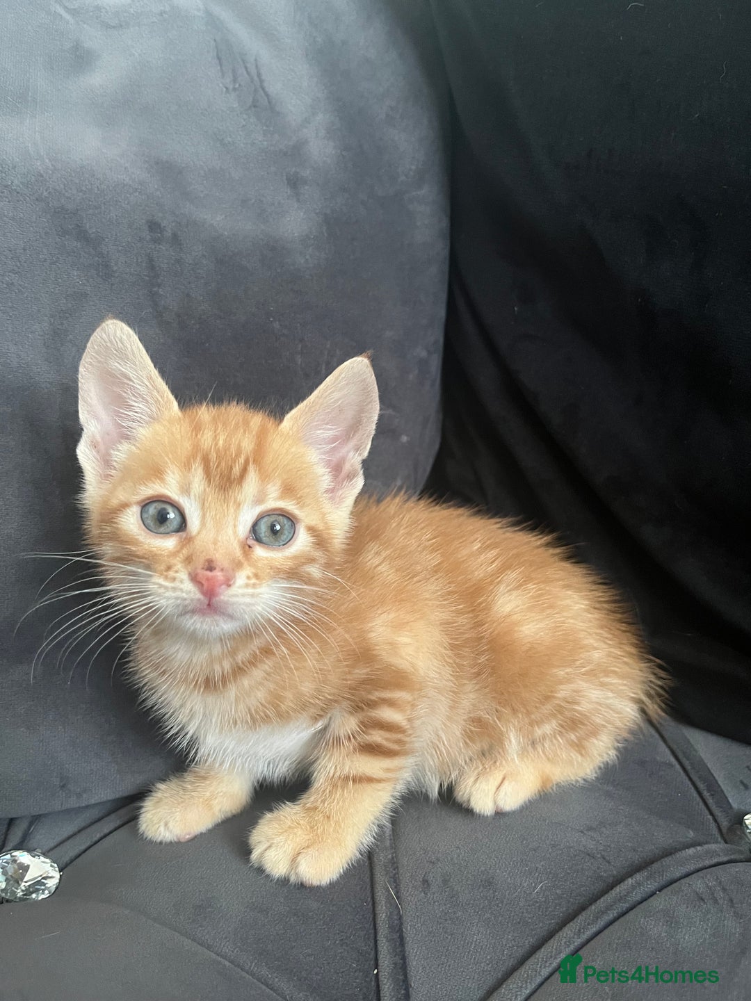 Bengal cats for sale: Bengal Kittens - Image 2