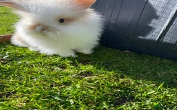 Mini Lion Lop rabbits for sale: Male rabbits ready now  - Advert 10