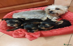 Yorkshire Terrier dogs for sale: For sale Yorkshire Terrier  - Image 6