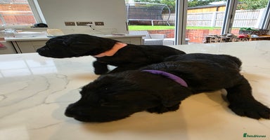 Labradoodle dogs - Advert 6