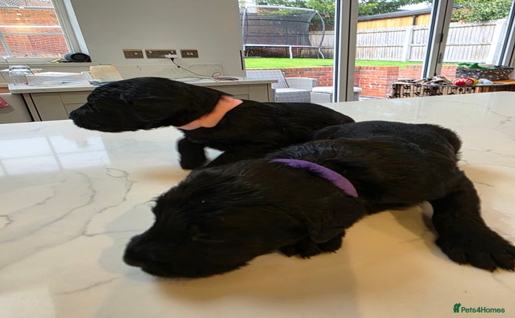 Labradoodle dogs - Advert 2