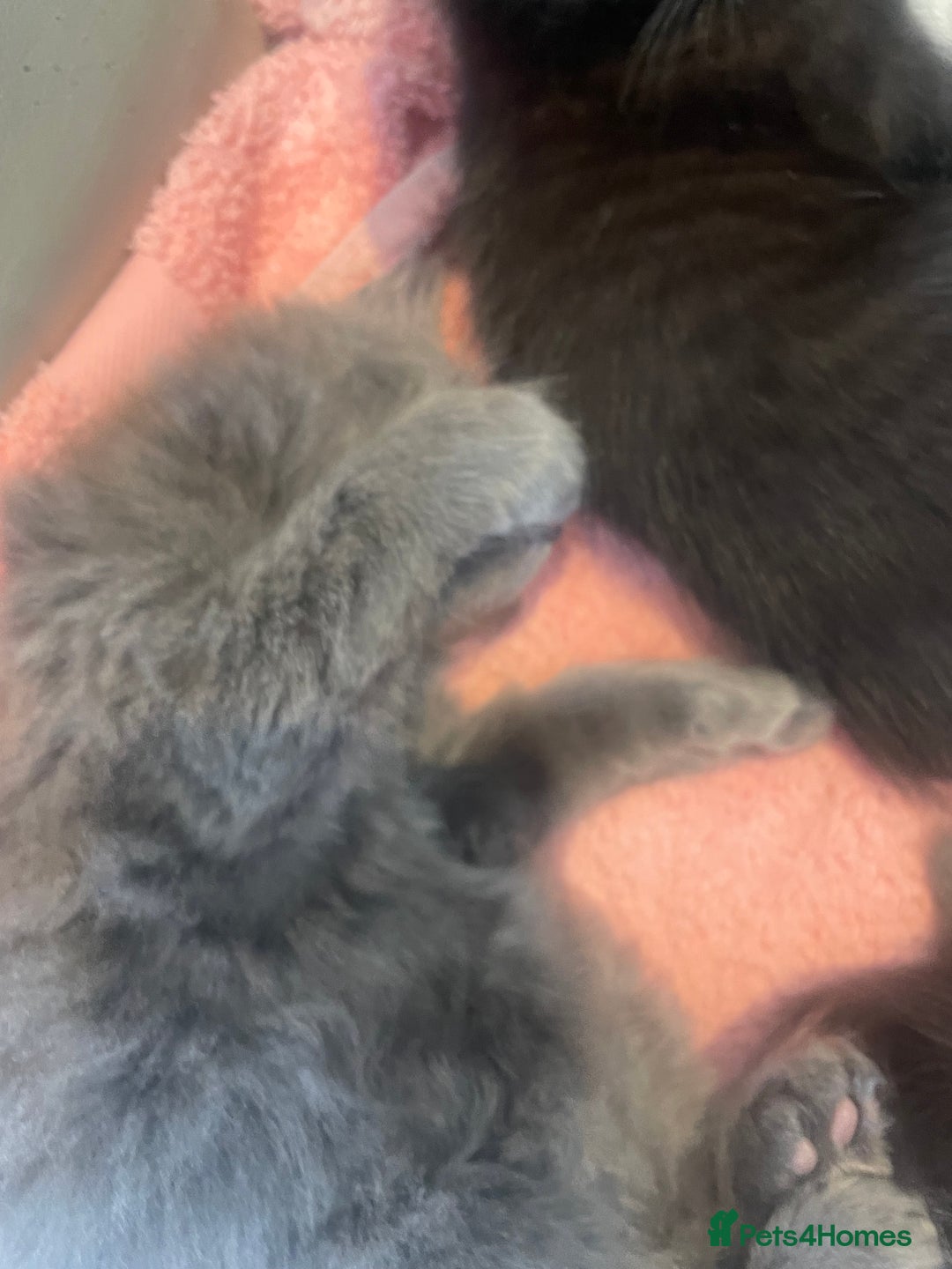 British Shorthair cats for sale: Beautiful kittens for sale - Image 9