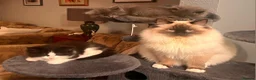 Ragdoll cats for stud: Stunning sealpoint available for stud duties - Advert 4
