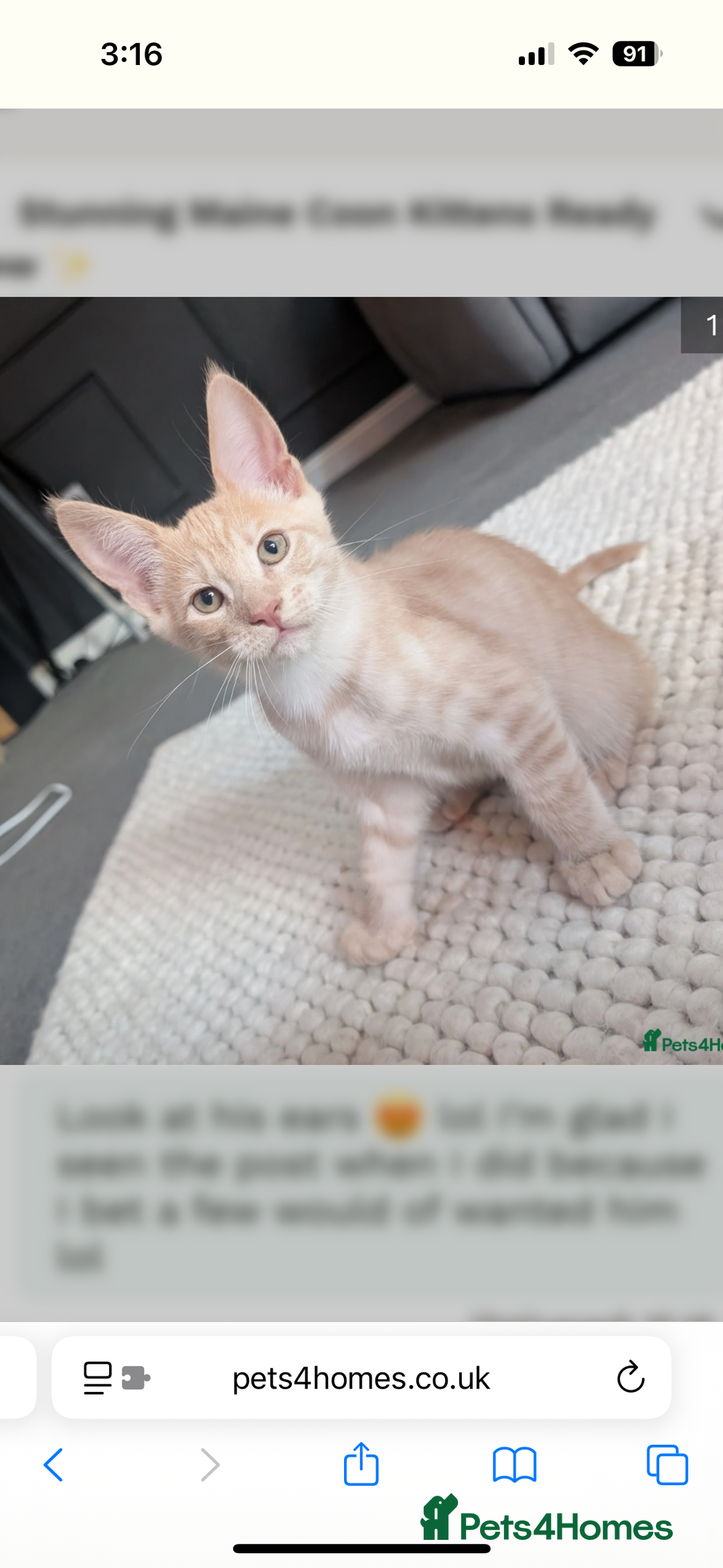 Mixed Breed cats for sale: Maine coon x boy  - Advert 1