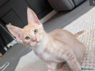 Mixed Breed cats Maine coon x - Advert 3