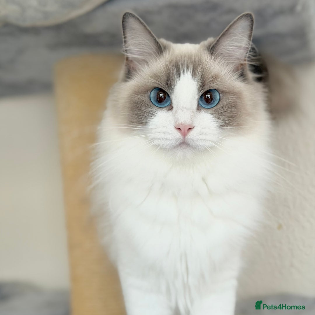 Ragdoll cats for sale: Retired Queen and Stud - Advert 4