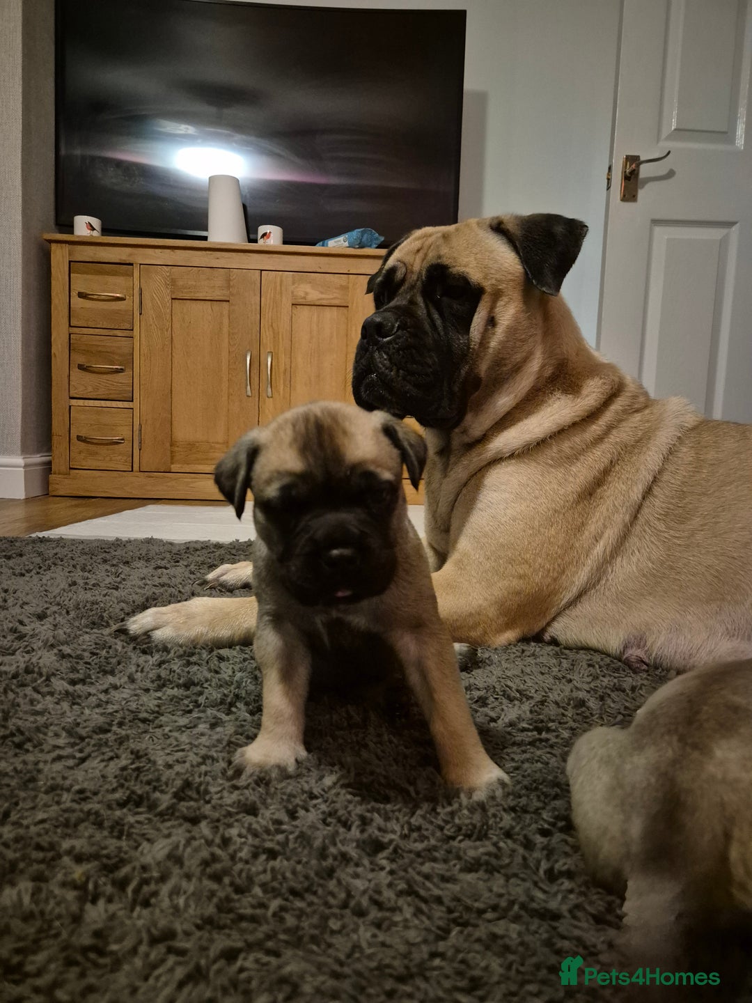Bullmastiff dogs for sale: Beautiful Bullmastiff Puppy  - Advert 4