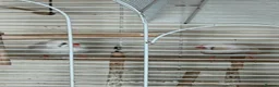 Finches birds for sale: Zebra finch pair - Advert 3