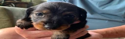 Miniature Dachshund dogs for sale: Miniature Wire haired Dachshund  - Advert 13