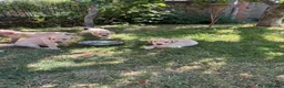 Labrador Retriever dogs for sale: Gorgeous KC Reg Labrador puppies - Advert 5