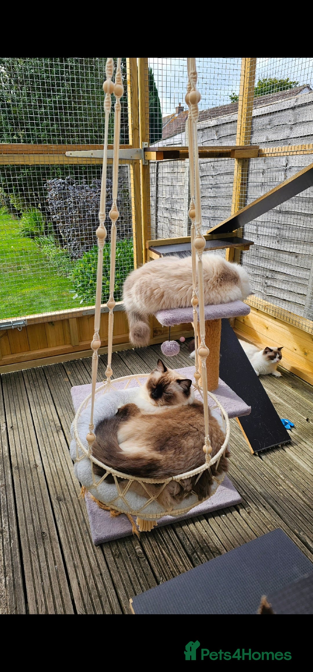 Ragdoll cats for sale: 💎 2 Exceptional Pedigree Ragdolls-young adults💎 - Image 17
