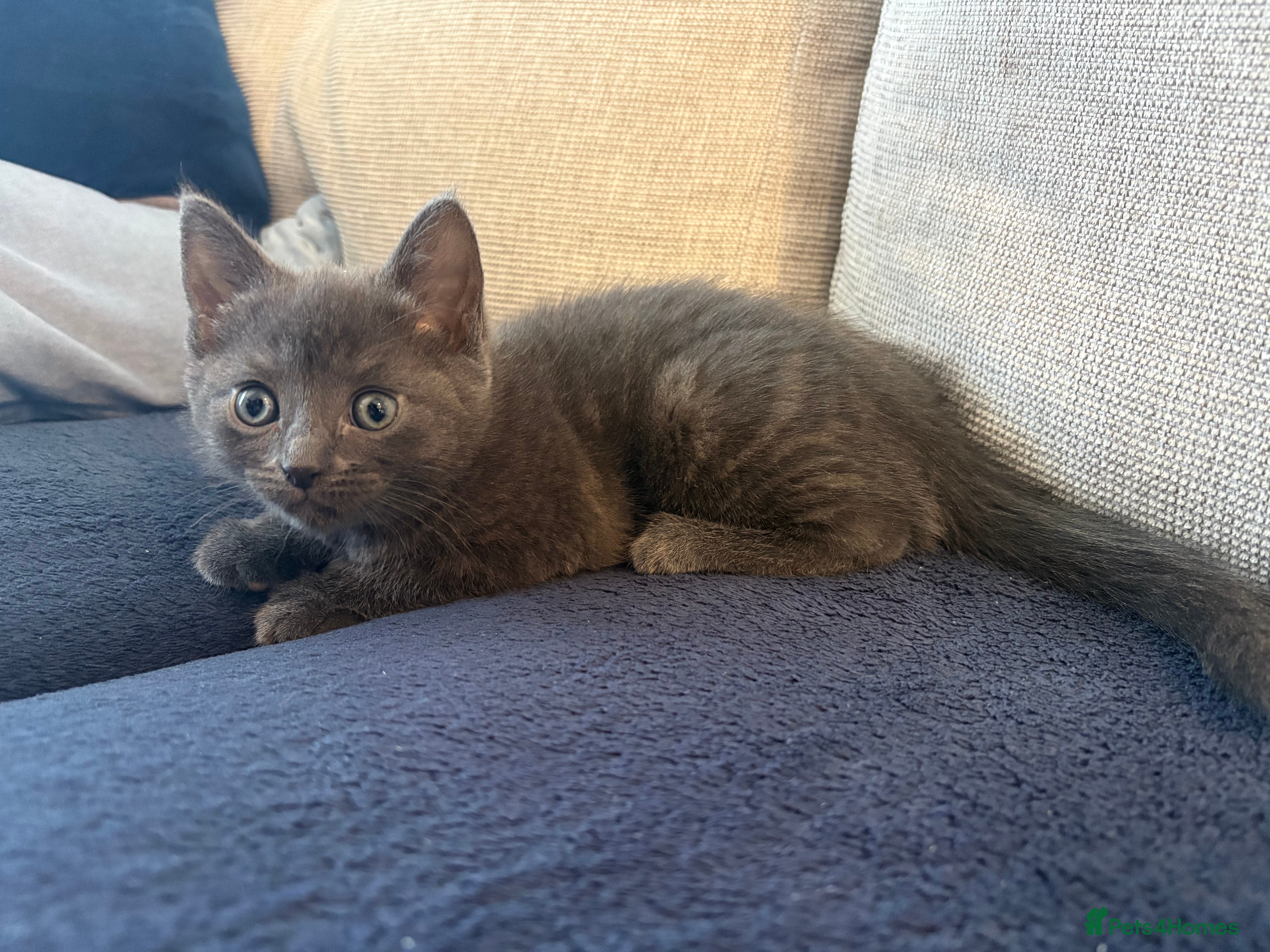 Mixed Breed cats Grey, Playful Kittens - Ragdoll Grandmother - Advert 2