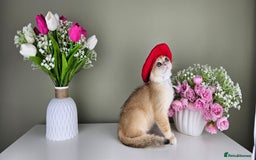 Scottish Fold cats for sale: READY NOW - TICA - SCOTTISH FOLD and STRAIGHT. - Image 18