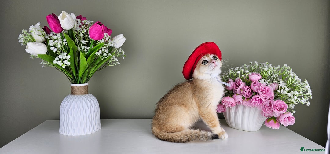 Scottish Fold cats for sale: READY NOW - TICA - SCOTTISH FOLD and STRAIGHT. - Image 18