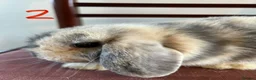 Mini Lop rabbits for sale: Beautiful Mini Lop Babies in Loughborough - Advert 15