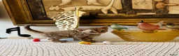 Devon Rex cats for sale: Superb quality Devon Babies TICA Registered  - Advert 7