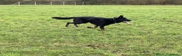 German Shepherd dogs for sale: 1 sable female & 2 male German shepherds - Advert 8