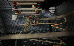Budgerigars birds for sale: 2 male hand reared budgies with full set up - Image 8