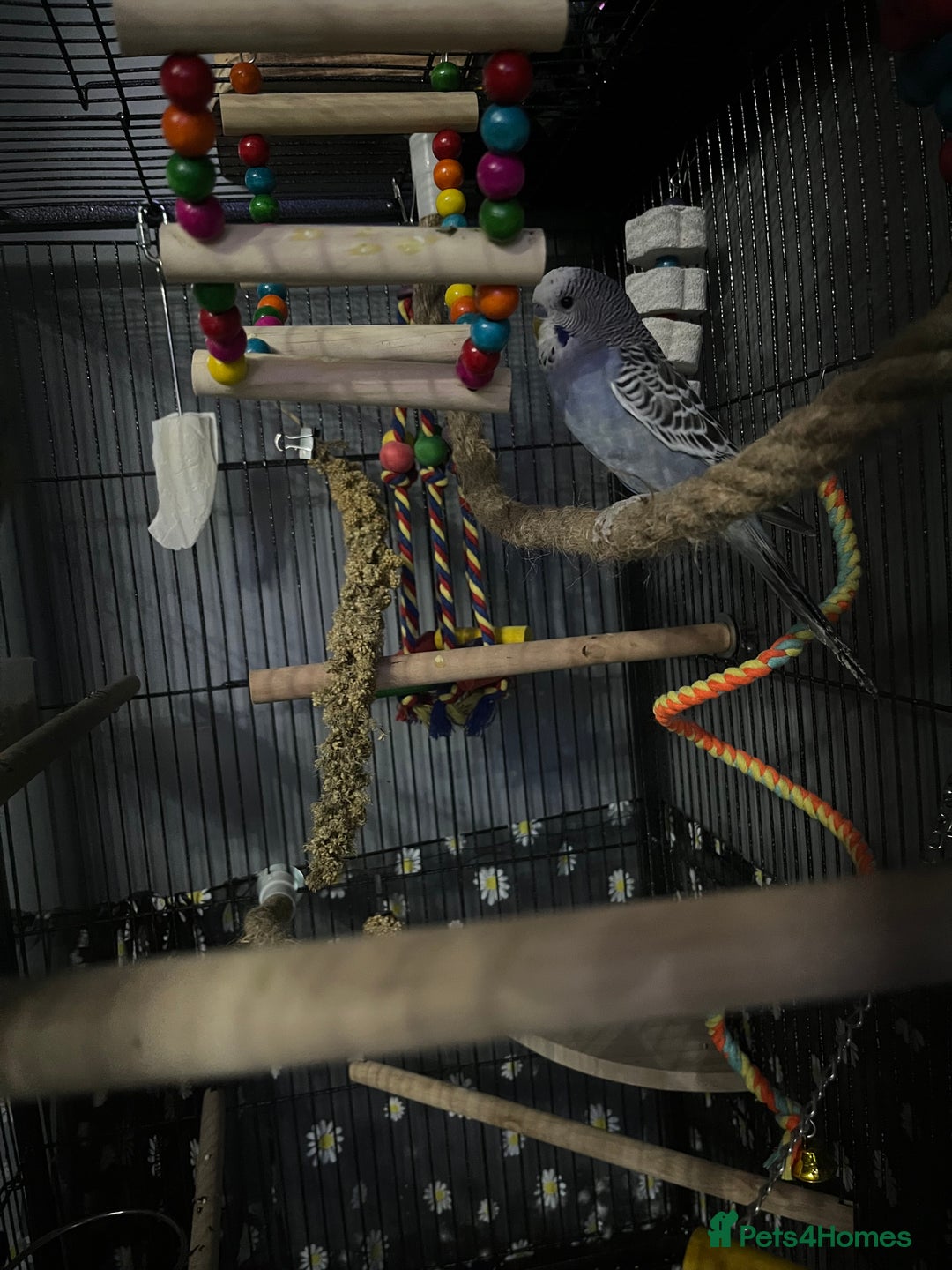 Budgerigars birds for sale: 2 male hand reared budgies with full set up - Image 8