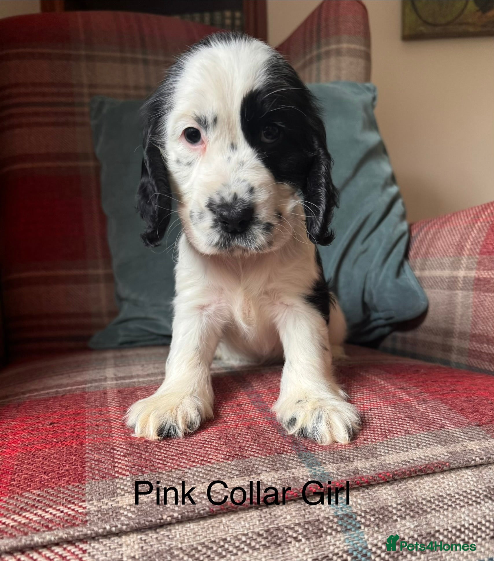 Cocker Spaniel dogs for sale: KC Registered, health tested, show type puppies - Advert 8
