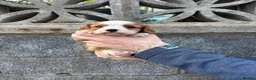 Cavalier King Charles Spaniel dogs for sale: Absolutely beautiful King Charles Cavalier puppies - Advert 14