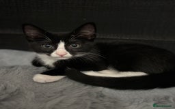 Domestic Shorthair cats for sale: Healthy 12-Week-Old Kittens — (Wormed, Ready Now!) - Image 17