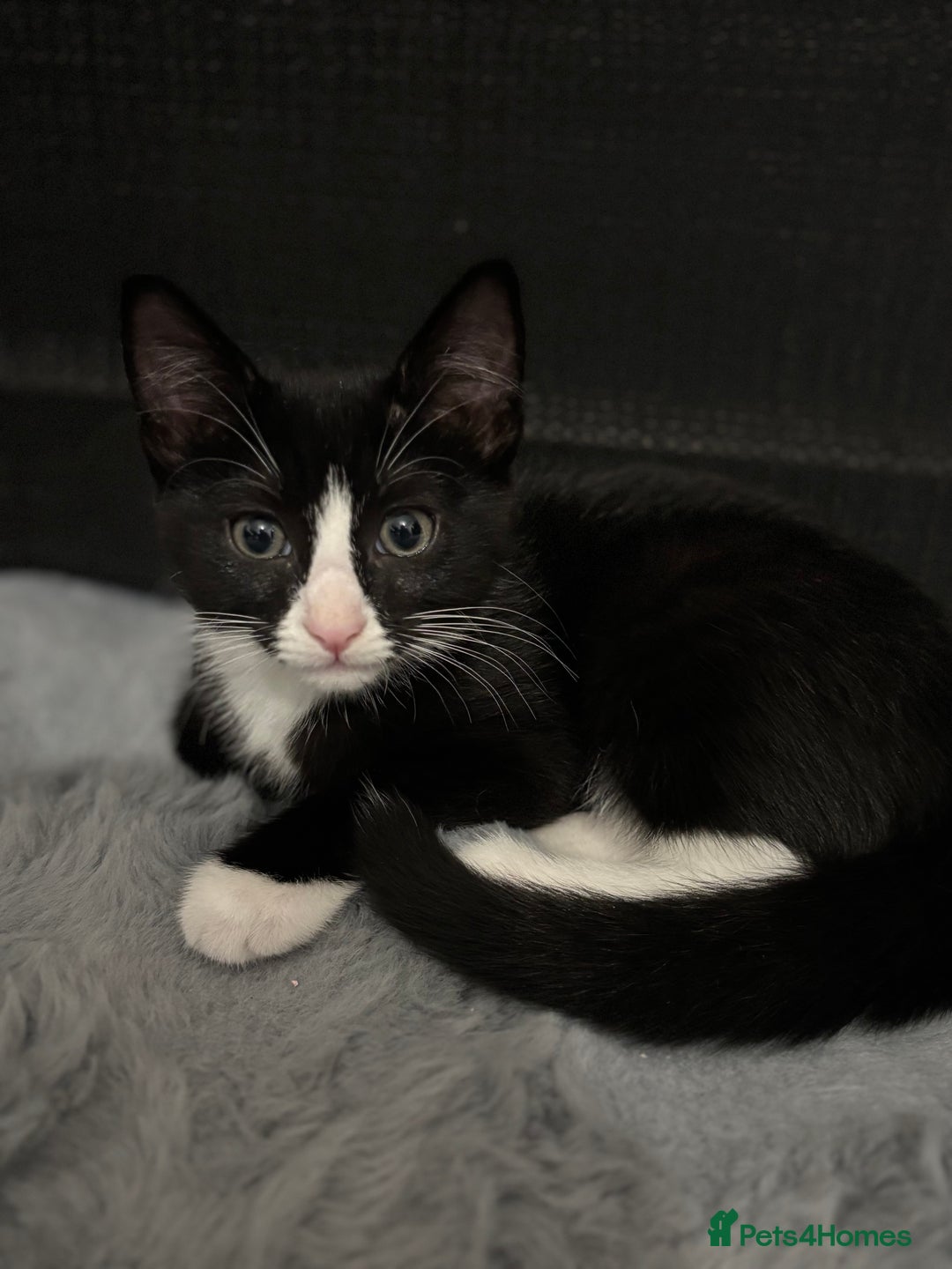 Domestic Shorthair cats for sale: Healthy 12-Week-Old Kittens — (Wormed, Ready Now!) - Image 17