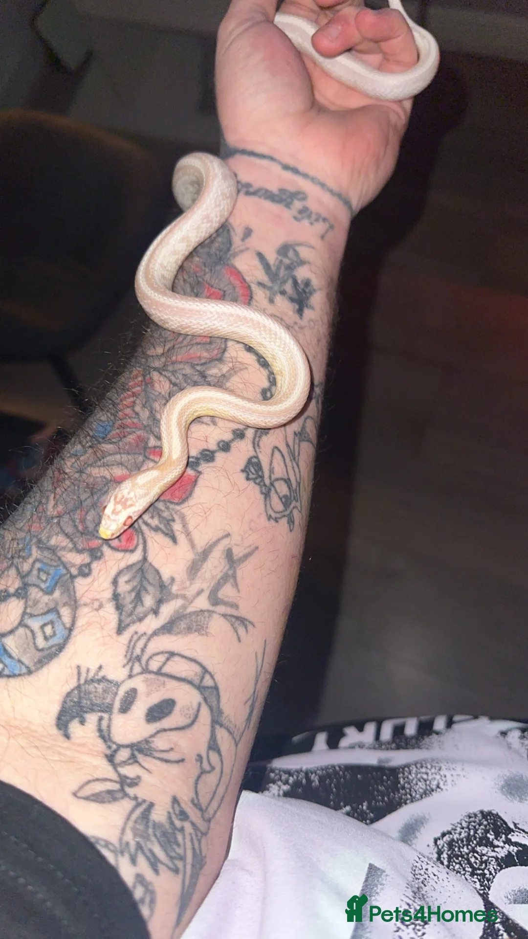 Corn Snake reptiles for sale: Corn snake  - Advert 1