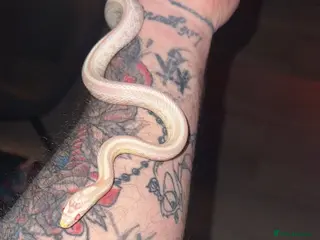 Corn Snake reptiles Corn snake - Advert 6