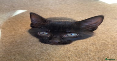 Mixed Breed cats - Advert 8