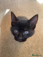 Mixed Breed cats - Advert 8