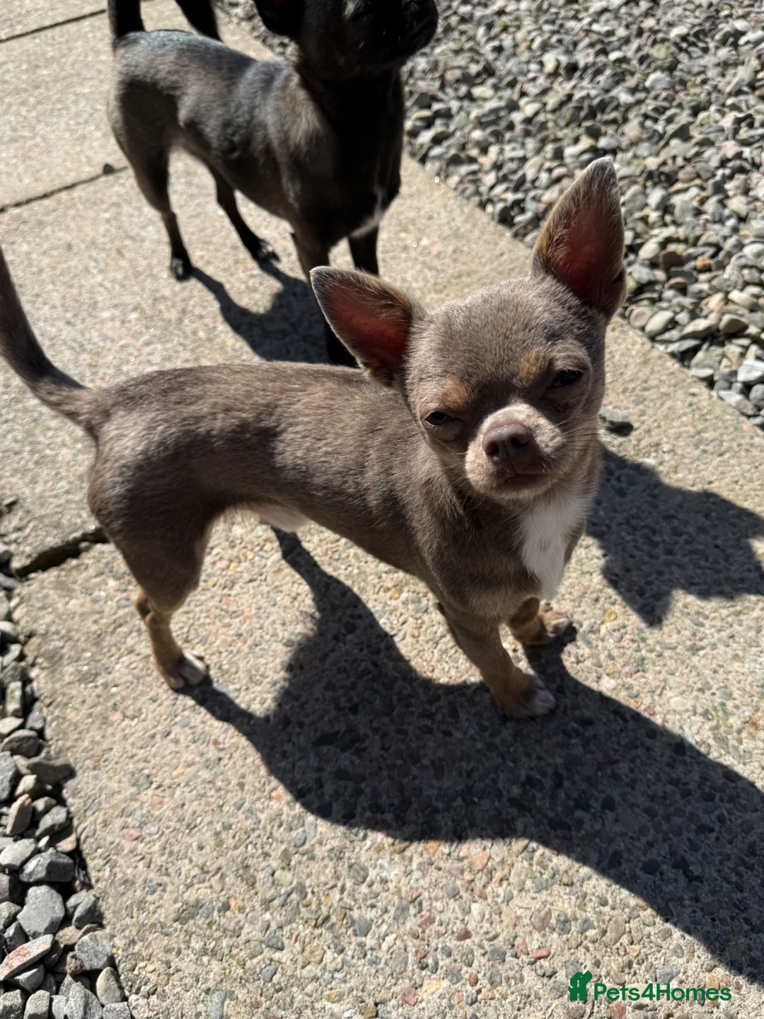 Chihuahua dogs for stud: Little Grandure - Advert 2