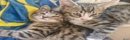 Bengal cats for sale: 🐾 Beautiful Bengal Girl Kittens - available now🐾 in Reading - Advert 12