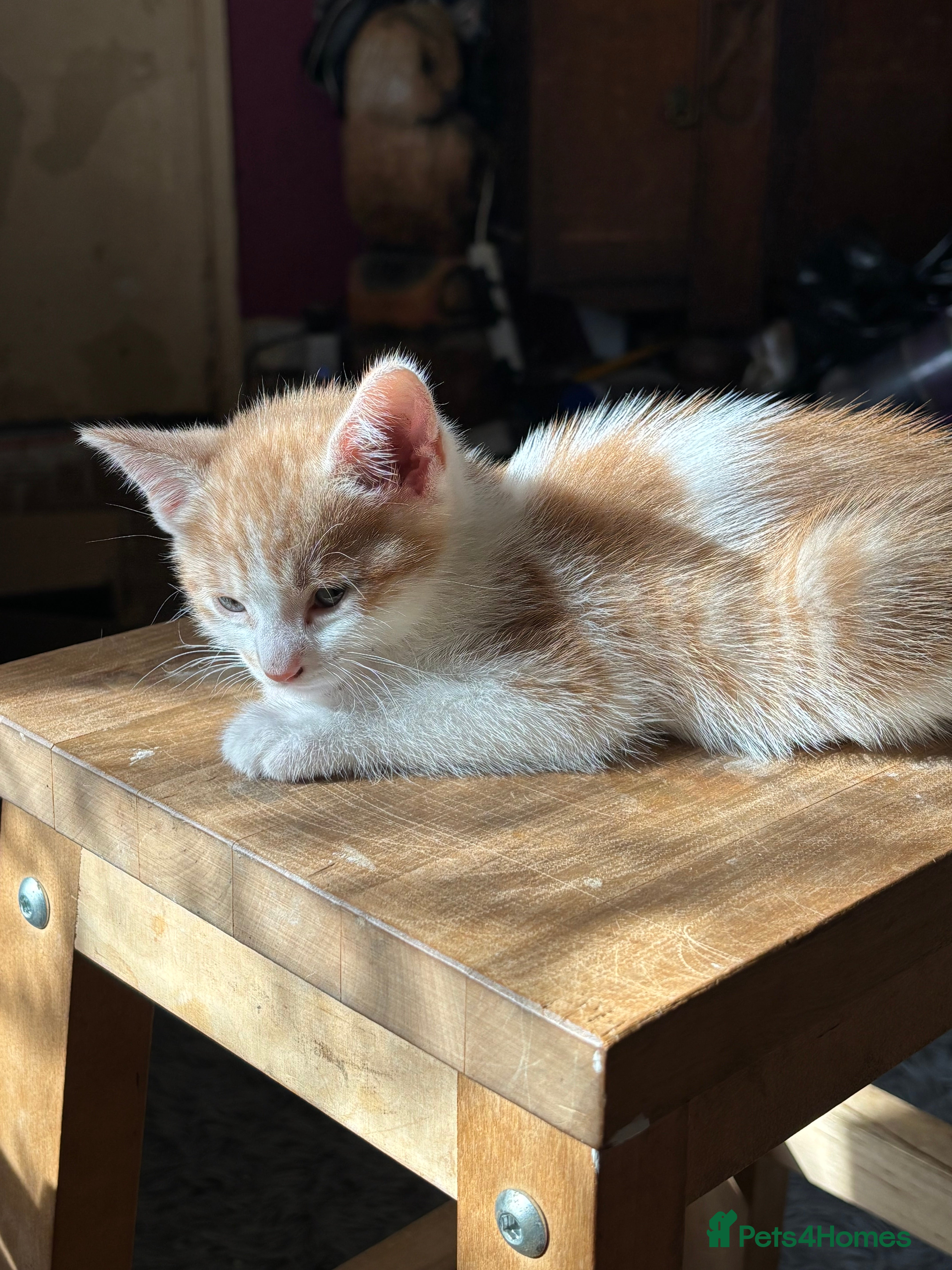 Mixed Breed cats 2 x kittens - Advert 10