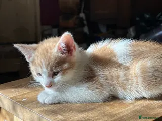 Mixed Breed cats 2 x kittens - Advert 10