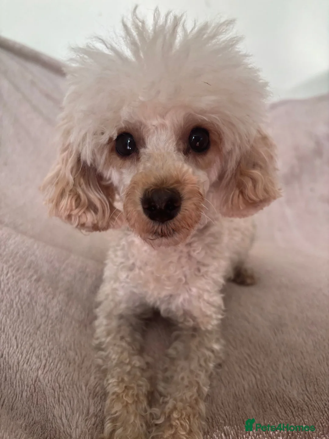 Toy Poodle dogs for sale: Asian Fusion - Advert 11