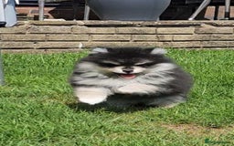 Pomsky dogs for sale: Pomsky puppies very small toy size F3  - Image 11
