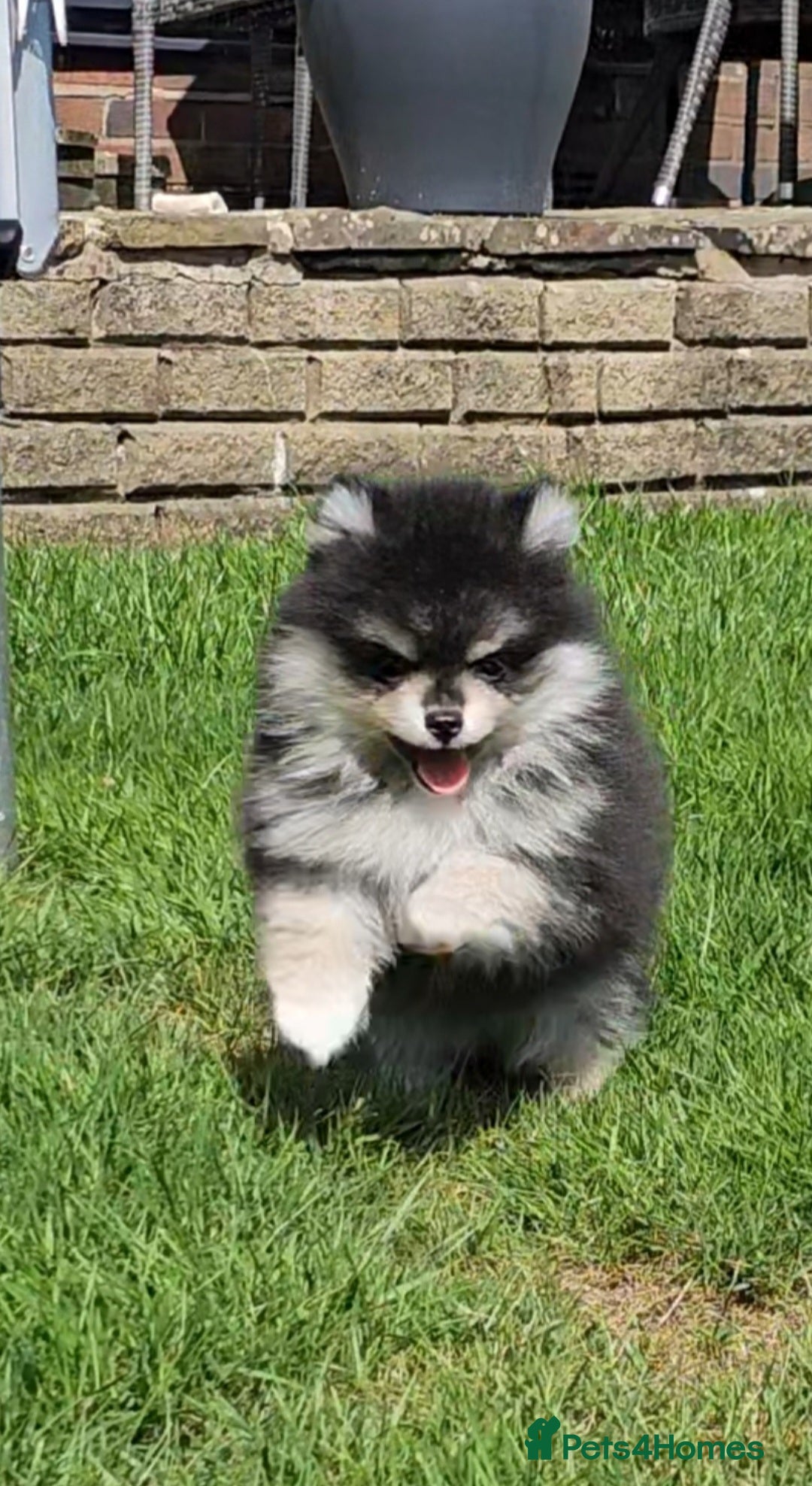 Pomsky dogs for sale: Pomsky puppies very small toy size F3  - Image 11
