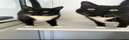Domestic Shorthair cats for adoption: Bubbles & Mojo - Advert 4