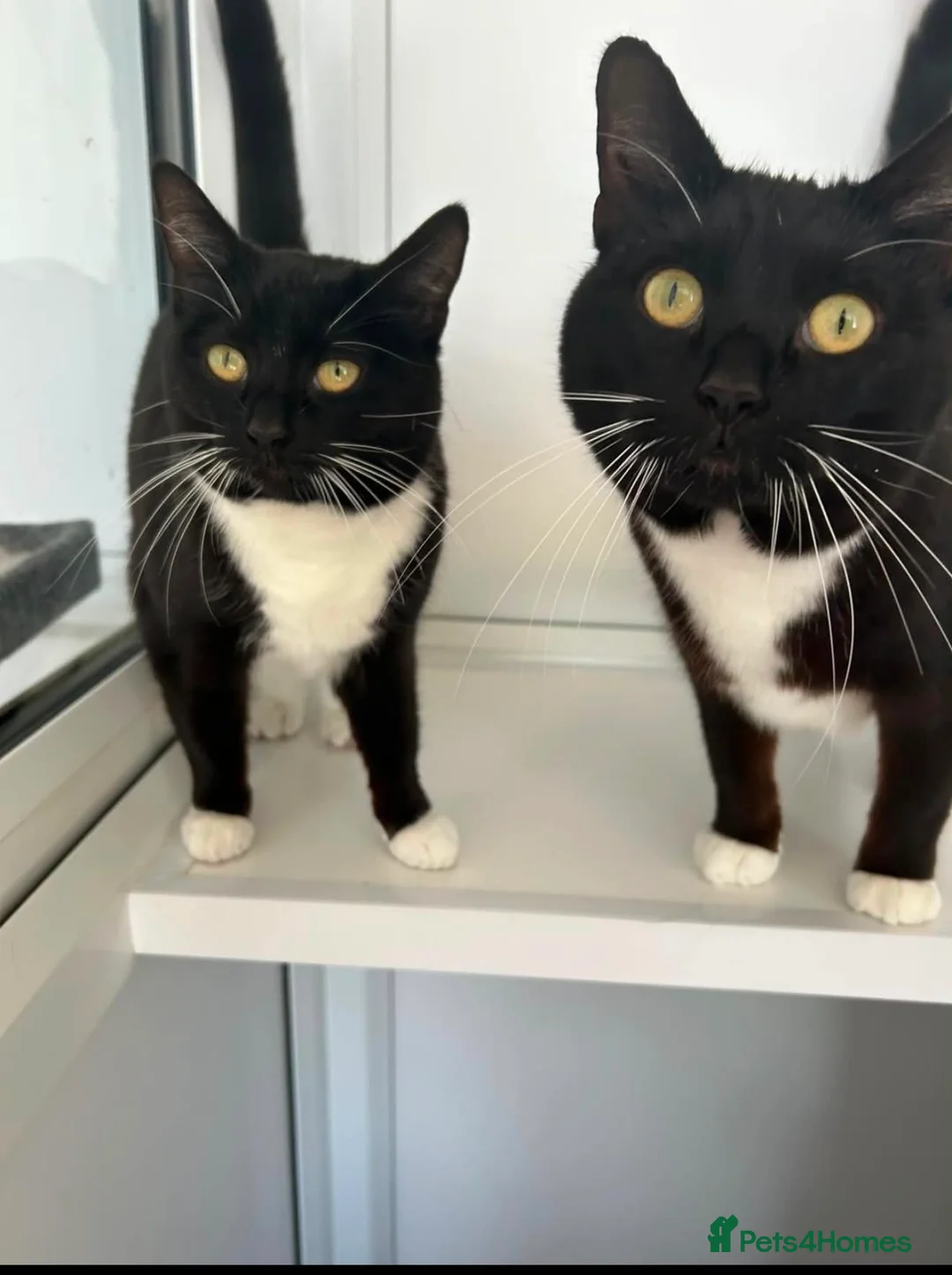 Domestic Shorthair cats for adoption: Bubbles & Mojo - Advert 4