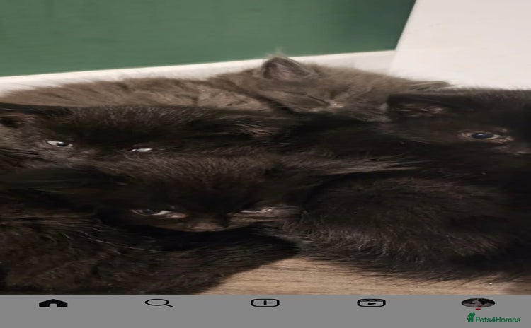 Mixed Breed cats - Advert 11
